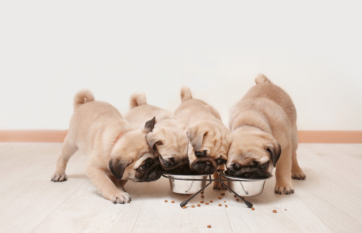 O adestramento durante as refeições pode ajudar os cães a diminuírem a ansiedade  (Foto: Canva/ CreativeCommons)