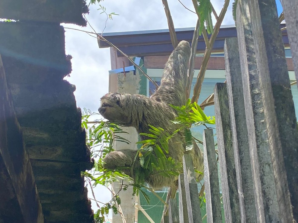 Bicho-preguiça é resgatado dentro de madeireira em Caraguatatuba. — Foto: Divulgação/PM