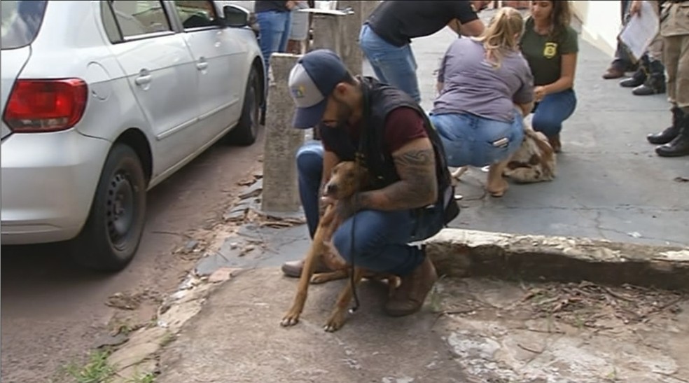 Animais foram resgatados neste sábado — Foto: Reprodução/TV Anhanguera