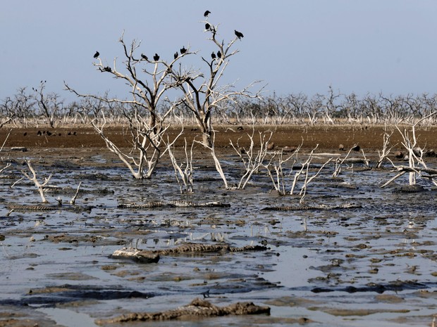 Corvos são vistos em ramos de árvores entre lama do rio, que está enfrentando pior seca em quase duas décadas (Foto: Jorge Adorno/Reuters)