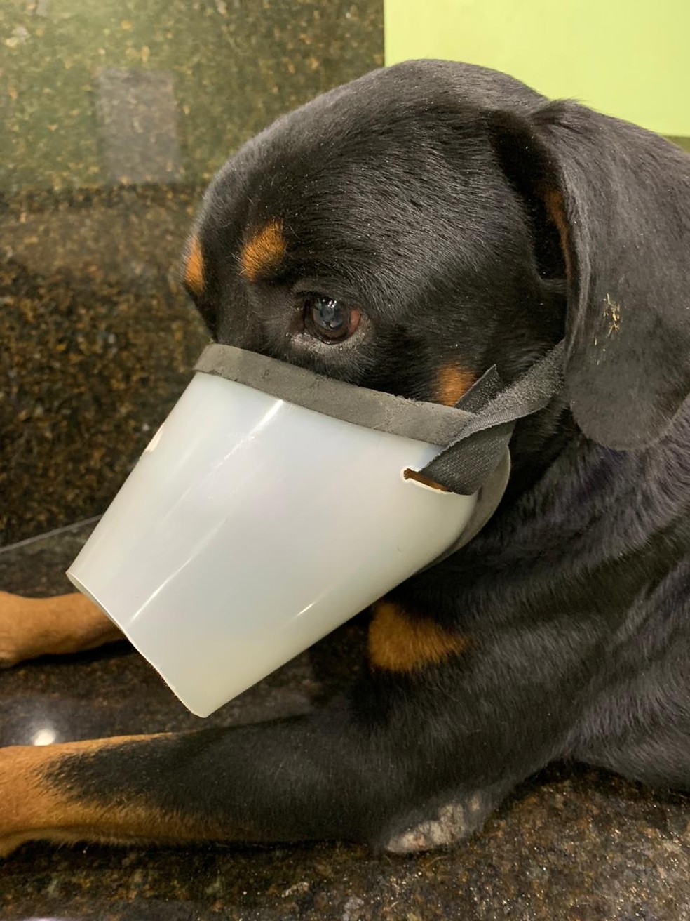 Animal foi levado para clínica veterinária e responsável deverá pagar todo custo do tratamento — Foto: Comissão de Bem Estar Animal/ OAB-AL