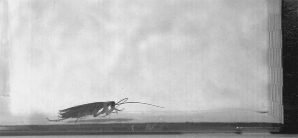 Corrida das baratas em câmera lenta.  (Foto: Divulgação / Jayaram et al)