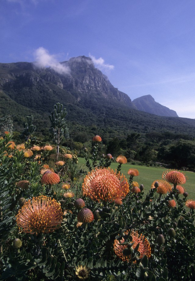 África Do Sul: o jardim botânico da cidade do Cabo e suas Proteas selvagens (Foto: LightRocket via Getty Images)