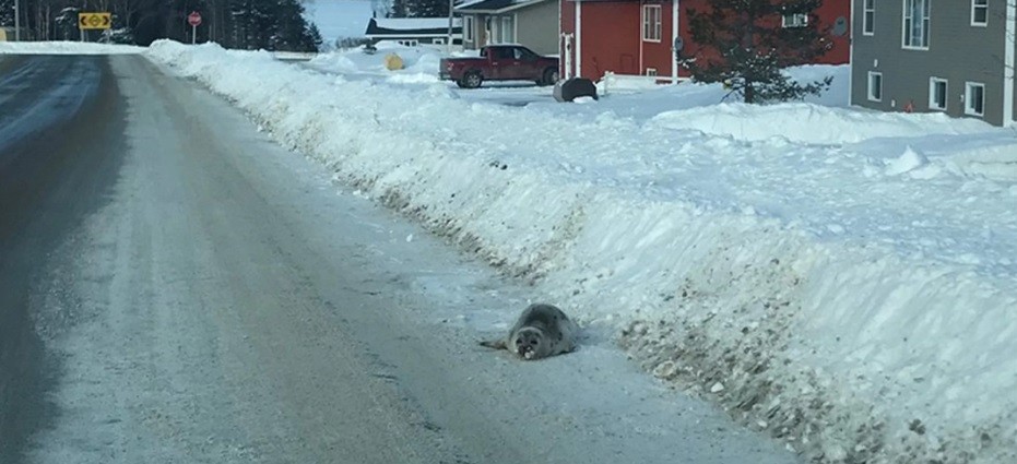 FOCAS SÃO ENCONTRADAS NA CIDADE CANADENSE DE RODDICKTON-BIDE ARM (FOTO: REPRODUÇÃO/TWITTER)