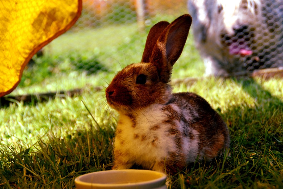 Assim como para os cachorros e gatos, certifique-se de que, para os coelhos, há ambientes frescos e com água disponível para ingestãoem casa (Foto: Pexels/Max/CreativeCommons)