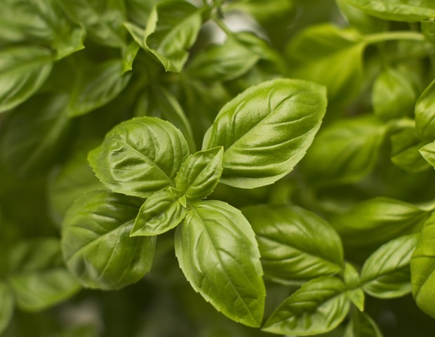 A close-up on a healthy basil plant (Foto: Getty Images)