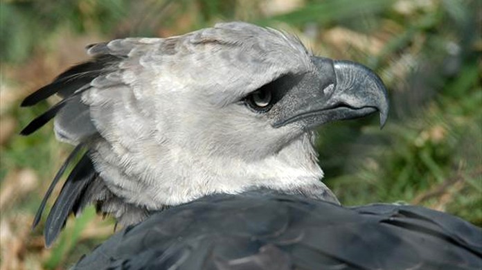 Aguia Gaviao Ou Falcao Saiba Identificar As Especies Terra Da Gente G1