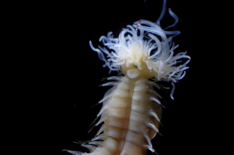 'Polycirrus onibi', verme marinho recém-descoberto que brilha no escuro, recebeu o nome de uma criatura do folclore japonês