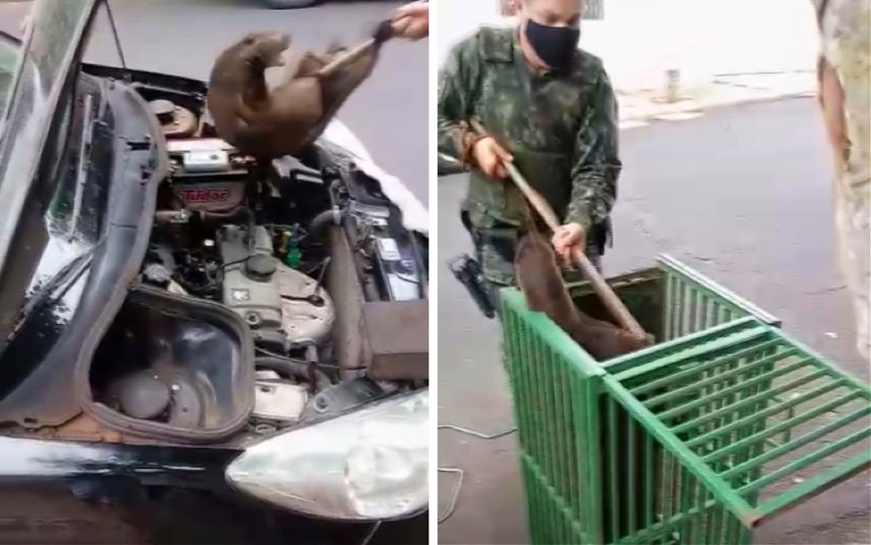 Policiais ambientais resgatam lontra de dentro de motor de carro em Franca (SP) — Foto: Fabiana Anacleto de Lima/Acervo pessoal