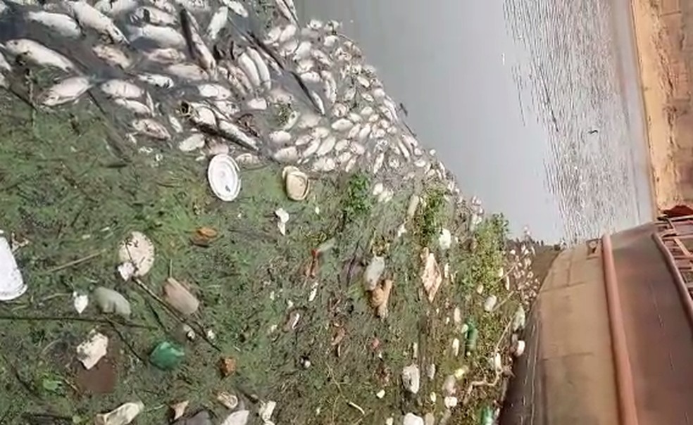 Lixo encontrado às margens de rio pode ter contribuído para mortes de peixes — Foto: Divulgação