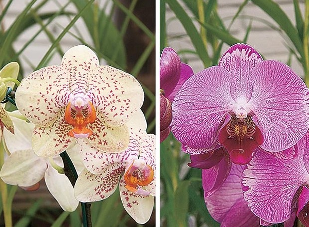 orquídea (Foto: Casa e Jardim)
