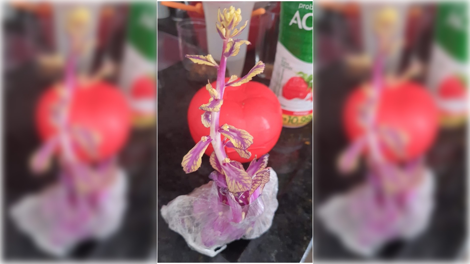 Qual o risco de comer repolho ou outros vegetais guardados por muito tempo na geladeira?