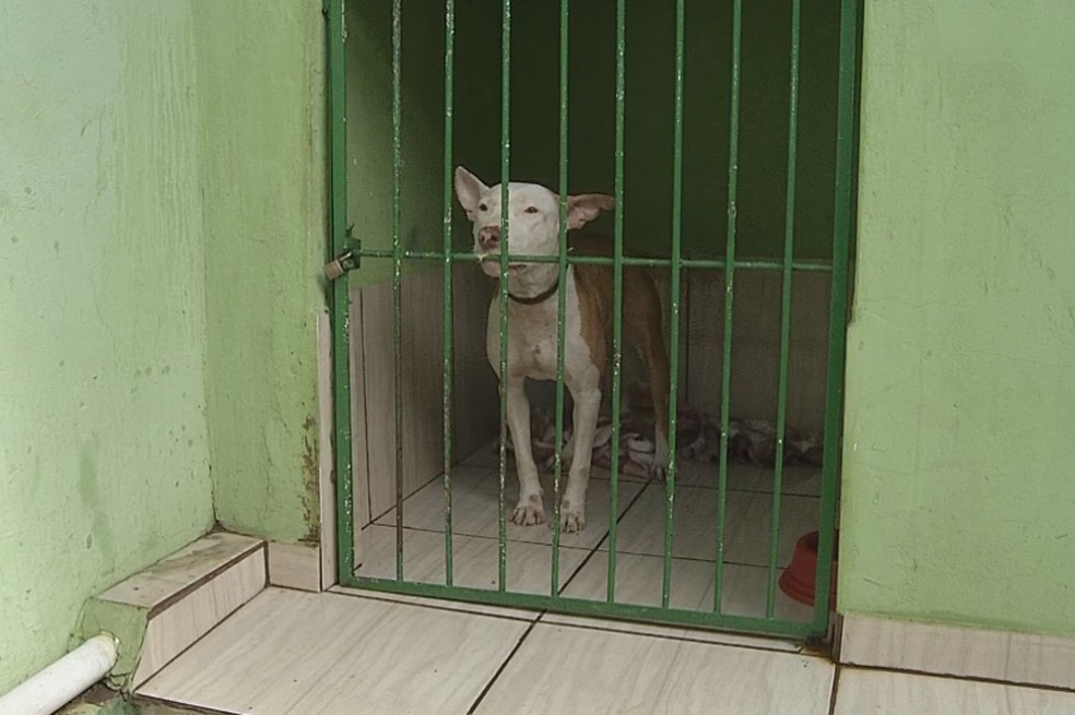 Comissão dos Direitos dos Animais da OAB busca conscientizar pessoas sobre maus-tratos de animais em Ourinhos  — Foto: Reprodução/TV TEM