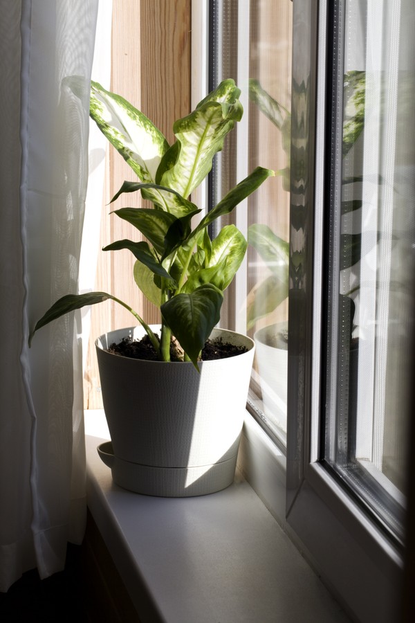 Dieffenbachia or dumbcane in white flower pot near the window with curtains on sunny day (Foto: Getty Images/iStockphoto)