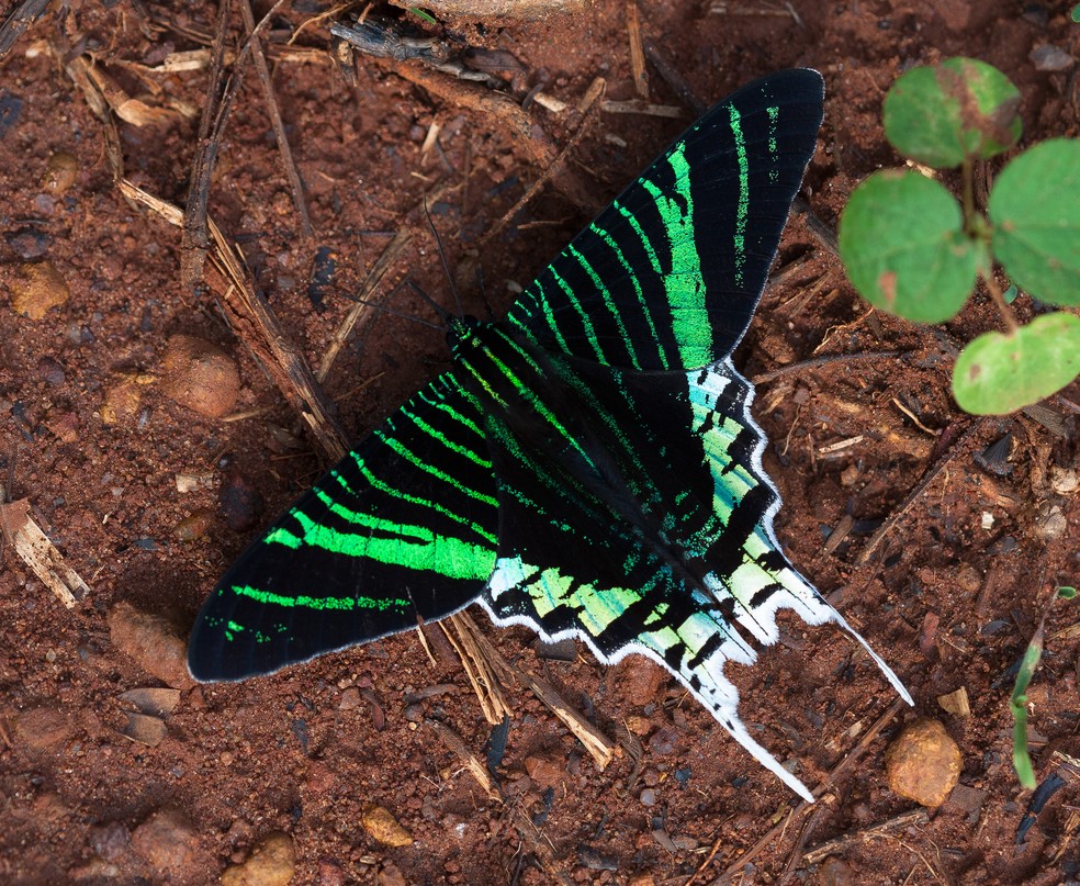 O Brasil abriga cerca de 20 mil espécies de mariposas — Foto: Almir Candido/Gente da Terra