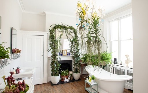 6 plantas para decorar o banheiro - Casa e Jardim | Plantas