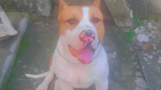 Cachorro é morto a tiros em São Gonçalo; família acusa Polícia Civil, que lamenta