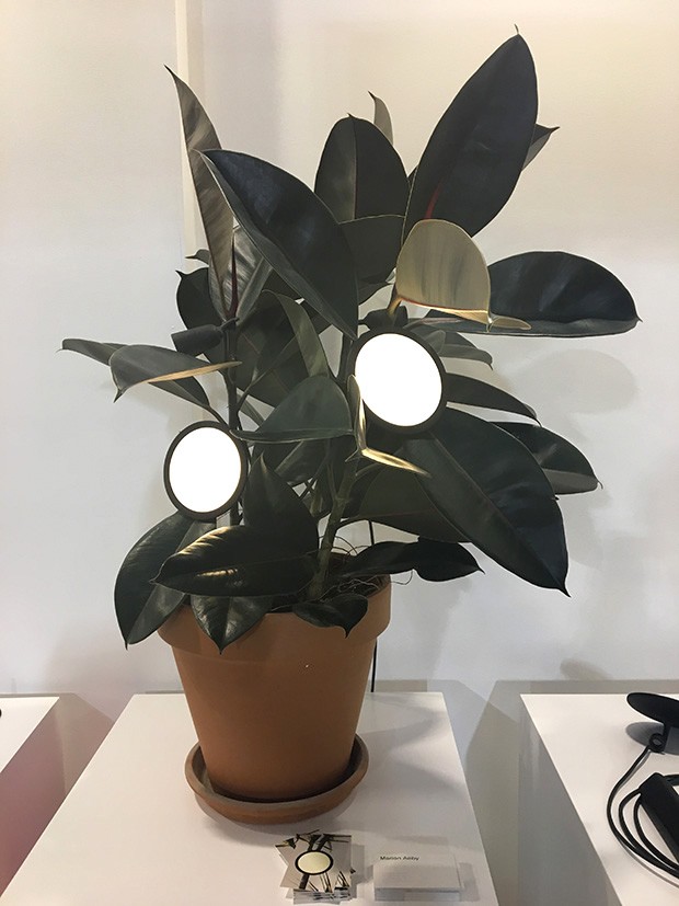 Ivy e Vitis, de Marion Aeby, é um sistema de luminárias flexíveis para valorizar o uso plantas dentro de casa (Foto: Bruno Simões)