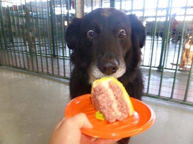 Cão virou sensação ao ser fotografado com o olhar vidrado em pedaço de bolo (Foto: Reprodução/Reddit/Sonoa)