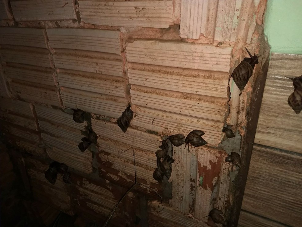 Morador reclama do aumento de caramujos, baratas e outros insetos após obras na rede de esgoto (Foto: Arquivo pessoal)
