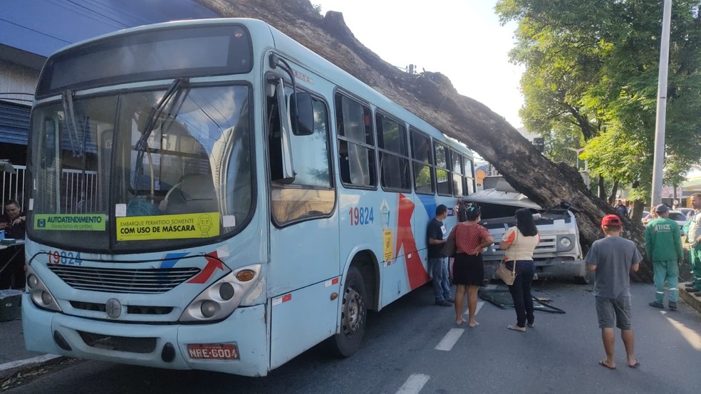 Caminhão tem cabine amassada e caminhão é atingido por árvore de grande porte na Avenida Duque de Caxias, no Centro de Fortaleza. — Foto: Arquivo pessoal