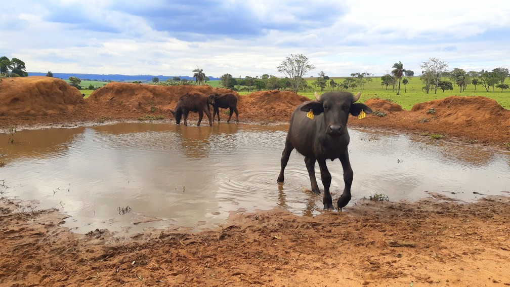 Caso das búfalas de Brotas (SP) completa um ano e animais seguem em recuperação na Fazenda Água Sumida — Foto: Fabio Rodrigues/g1