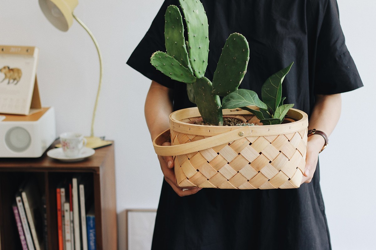 Inspire-se com estas ideias de presentes para amantes de plantas e jardinagem (Foto: Unsplash / Lizzie / CreativeCommons)
