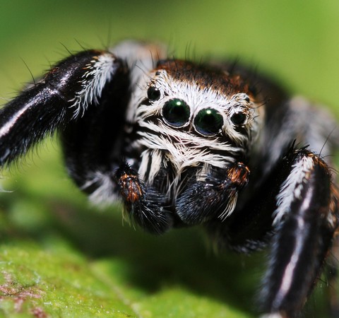 Aranhas-saltadoras podem dormir e sonhar como humanos, indica estudo