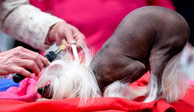 Cão da raça mais feia do mundo fez  até escova em competição canina (Foto: Peter Steffen/DPA/AFP)