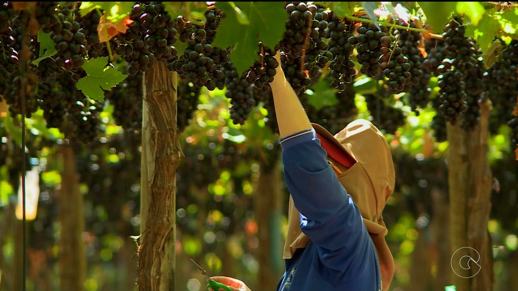 Produção de uva no Vale do São Francisco; Brasil é hoje o terceiro maior exportador de frutas do mundo, mas trabalhadores que atuam na colheita estão entre os mais pobres do país — Foto: Reprodução/TV Grande Rio