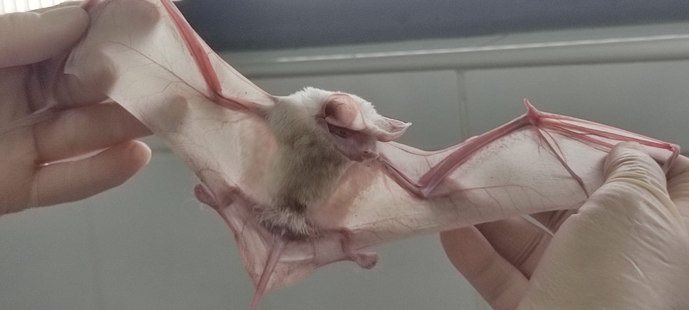 Morcego albino é da família Mollossidae, espécie Eumops glaucinus — Foto: Guilherme Valdanha/ Prefeitura de Piracicaba