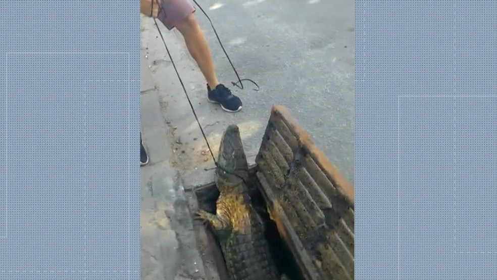 Jacaré foi encontrado dentro de bueiro em Vargem Grande, na Zona Oeste do Rio. (Foto: Reprodução/ TV Globo)