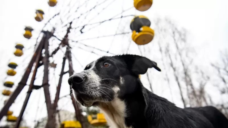Os cães da região de Chernobyl tornaram-se quase tão famosos quanto a simbólica roda-gigante do parque de diversões de Pripyat (Foto: CHERNOBYL GUARDS/JONATHON TURNBULL)