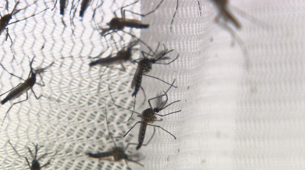 Campinas (SP) registra junho com maior nÃºmero de casos de dengue em 21 anos â€” Foto: EPTV