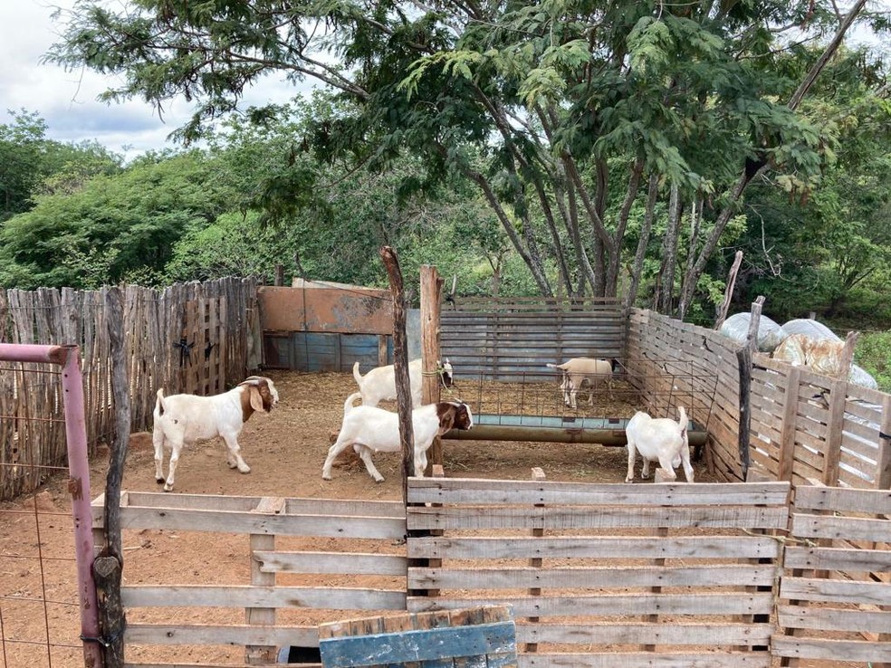 cabras Acordo na Justiça põe fim a conflito agrário de mais de uma década entre os municípios de Monteiro e Camalaú