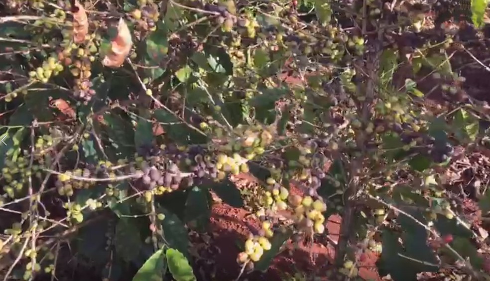 Entenda em 3 pontos por que o PIB da agropecuária despencou