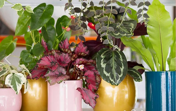 5 dicas de como usar plantas na decoração (Foto: Divulgação)