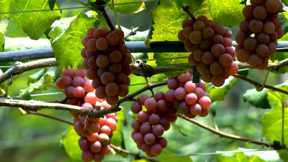 Cultivo de uvas em Guarapari, ES. — Foto: Reprodução/TV Gazeta