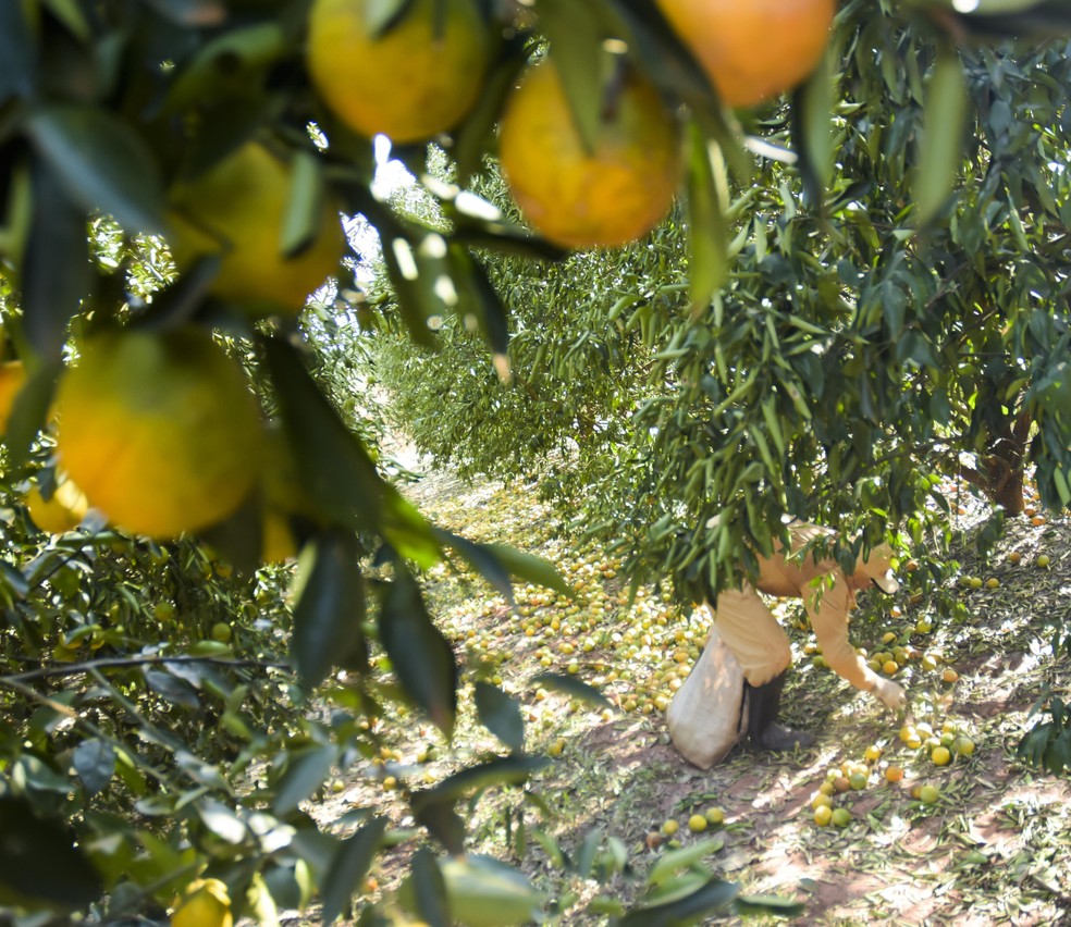 Commodities: Produção cai no Brasil e nos EUA, e suco de laranja dispara em  NY | Agronegócios | Valor Econômico