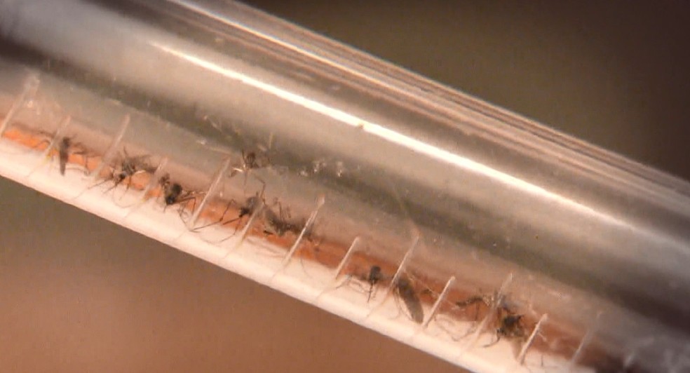 Mosquito Aedes aegypti &mdash; Foto: Reprodu&ccedil;&atilde;o/ TV Gazeta