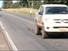 Cinegrafista flagra momento em que cobra é atropelada na BR-153