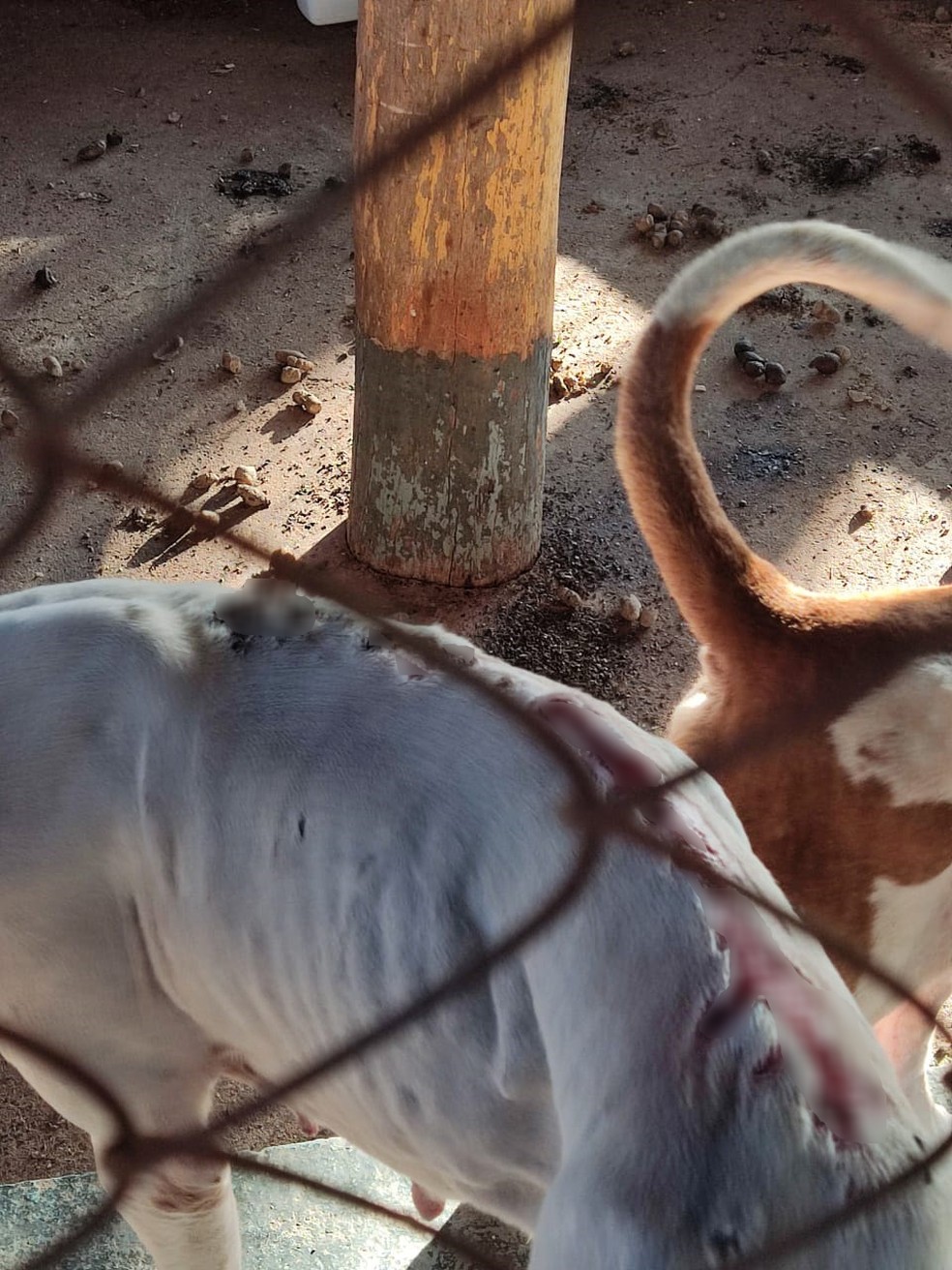 Animais vítimas de maus-tratos são apreendidos em Rancharia — Foto: Polícia Ambiental