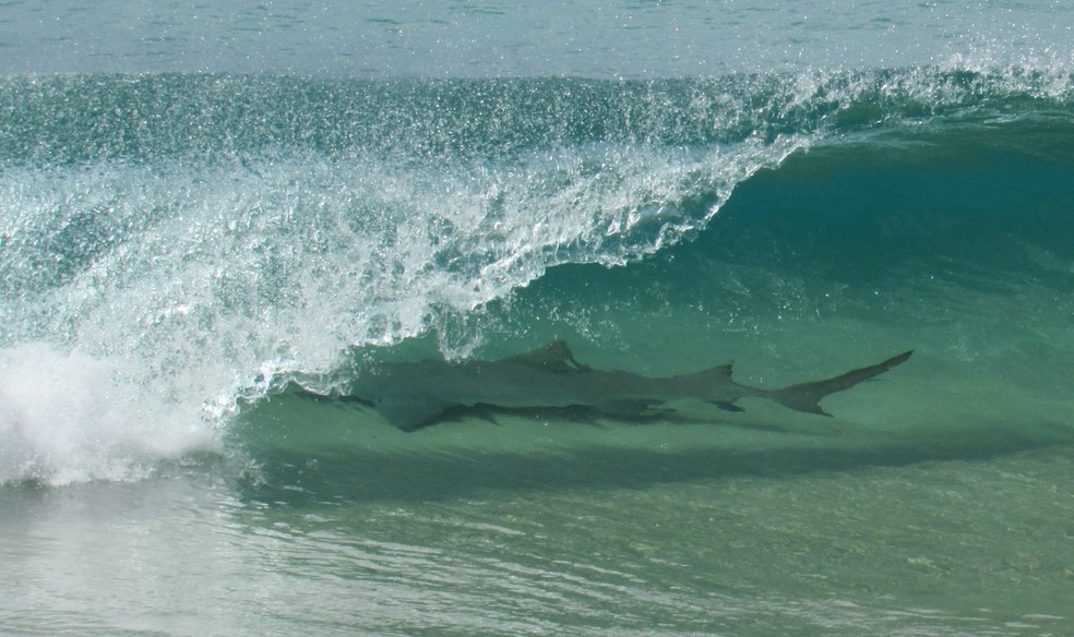 Tubarão foi registrado em tubo na Cacimba do Padre  — Foto: Dandara Guedes/Acervo pessoal 