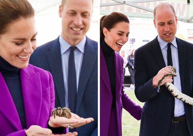 Kate Middleton e o príncipe William seguram animais peçonhentos em visita à Irlanda do Norte (Foto:  Reprodução / Getty Images )