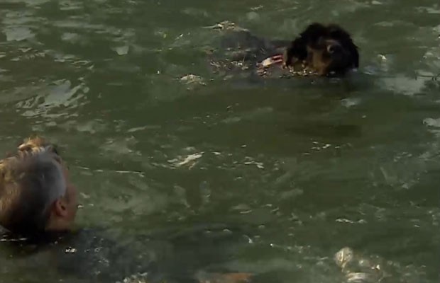 Os cães que trabalham como salva-vidas em praias britânicas (Foto: Reprodução/BBC)