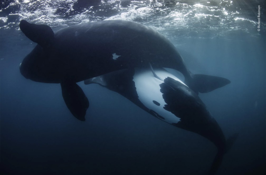 Dança de baleias garantiu o prêmio na categoria Oceanos - The Bigger Picture no concurso Fotógrafo de Vida Selvagem do Ano 2022 — Foto: Richard Robinson/Wildlife Photographer of the Year/Divulgação