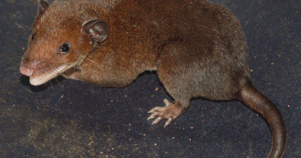 Cientista descobre quatro novas espécies de mamíferos no Brasil