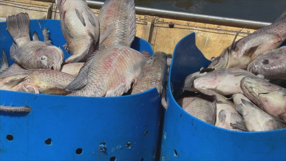 Peixes so retirados com peneiras, colocados em caminho e levados ao aterro sanitrio de Cardoso  Foto: Reproduo/TV TEM 