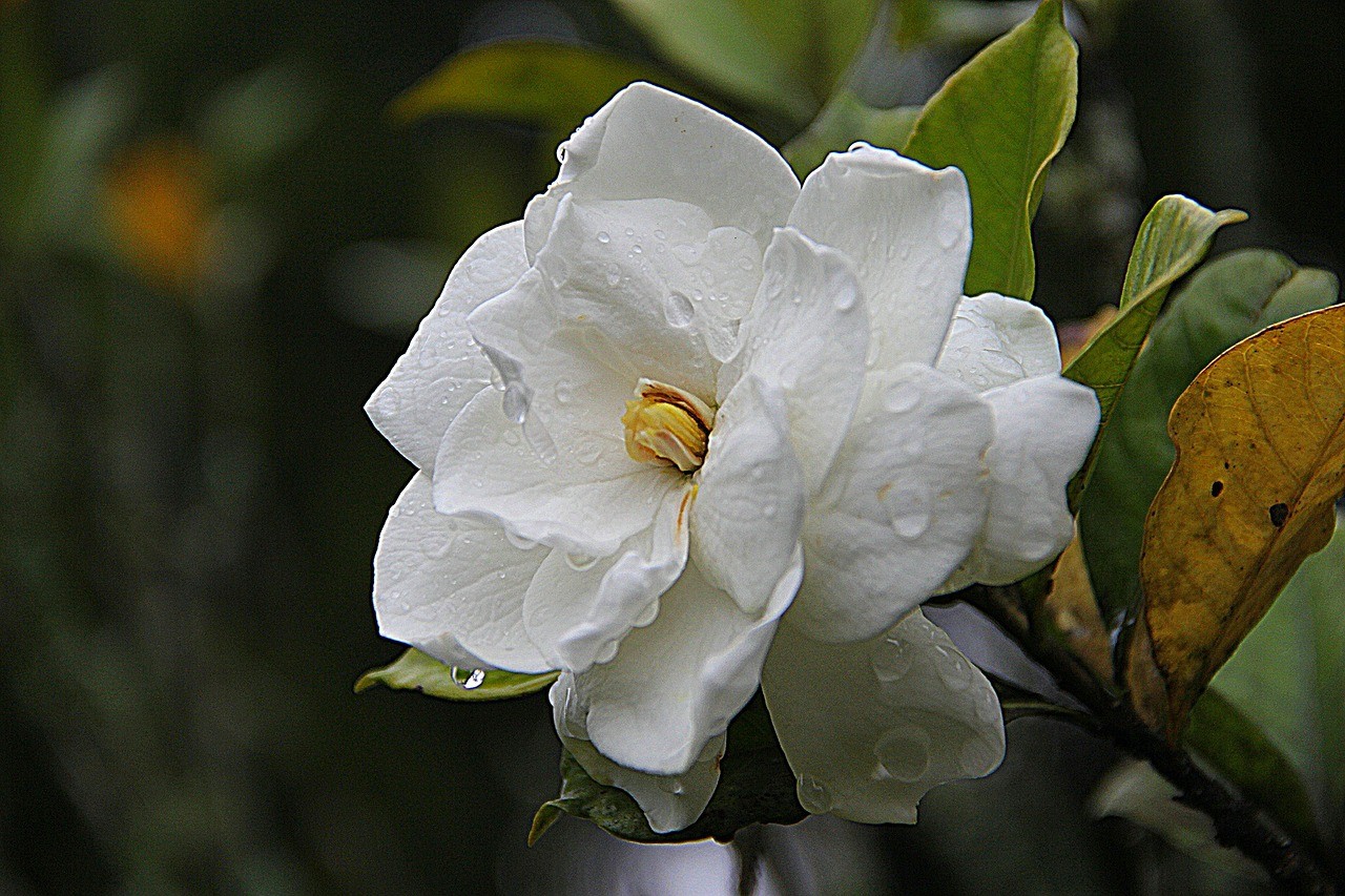 Com pétalas brancas e folhas brilhantes, a flor é perfeita para a decoração do quarto, mas deve ficar próxima à janela (Foto: Pixabay / Endro Lewa / Creative Commons)