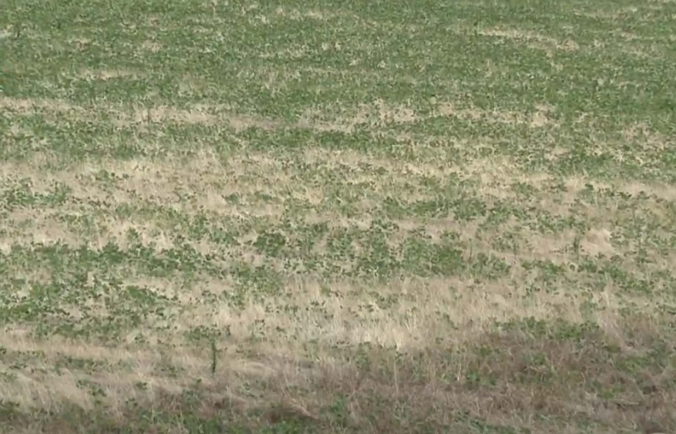 Pastagem dá sinais da falta de chuva na cidade (Foto: Reprodução/RBS TV)